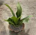 Staghorn Fern Plaque